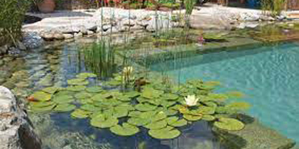 Swimming pond service bathing pond cleaning